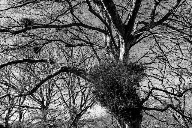 tree with dying mistletoe