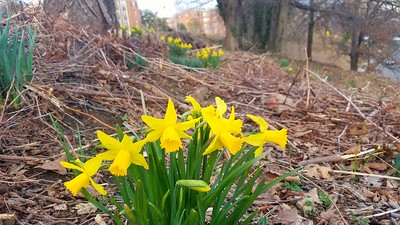 Rose Park Daffodils
