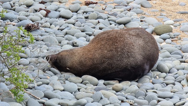 Bushy Beach basking seal