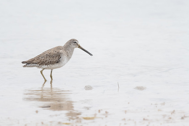 Wading Dowitcher
