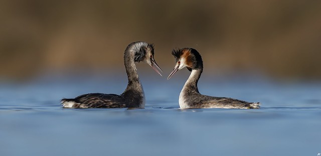 Great-Crested Grebes.