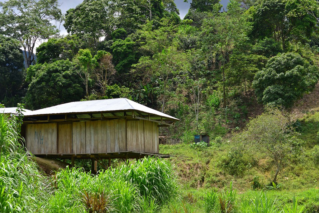 秘魯的奧拓梅奧保護區目前約有近半的居民改變原本游耕的生活模式，其中有部分人口轉而種植咖啡。圖為奧拓梅奧的咖啡園。圖片來源：orientalizing／Flickr（CC BY-NC-ND 2.0）