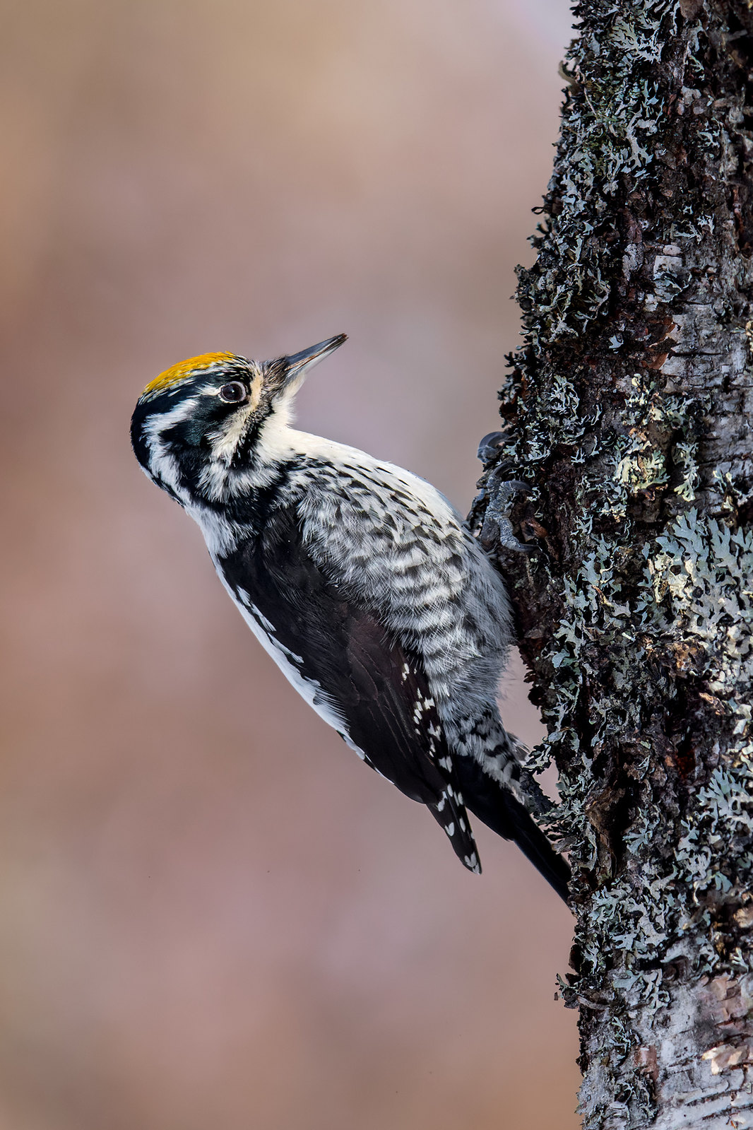 Picoides tridactylus | Eurasian Three-toed Woodpecker | tretåig hackspett