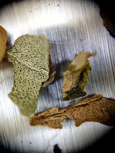 Dried Basil | by ️CindyvanStraalen️