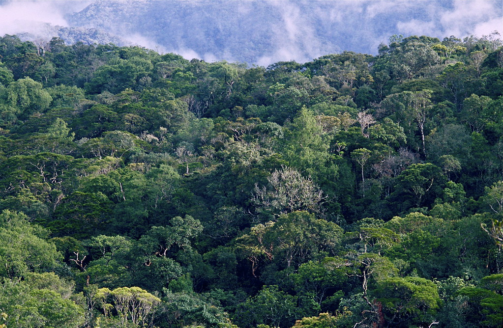 位於婆羅洲的馬來西亞沙巴州（Sabah）擁有蒼鬱的森林。圖片來源：Bernard DUPONT／Flickr（CC BY-SA 2.0）