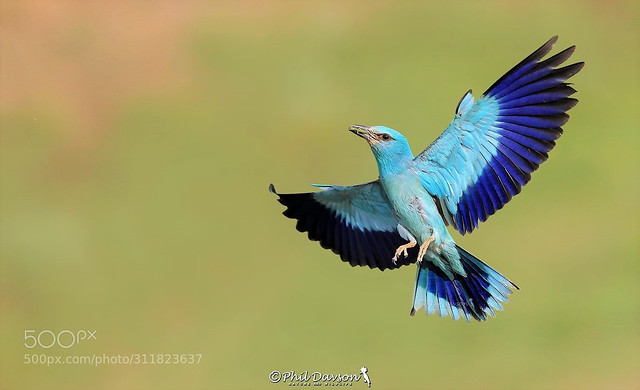 Bird Photography European Roller