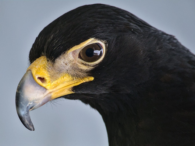 African Black Eagle