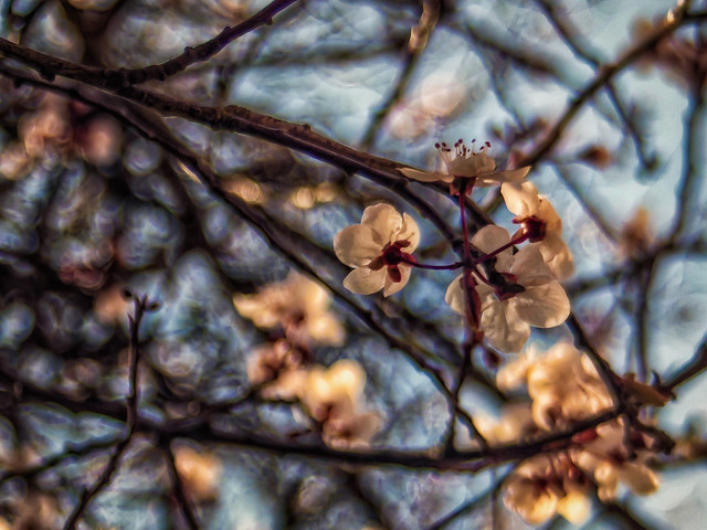 Ornamental Plum Blossom (Helios 28mm/f2.8)