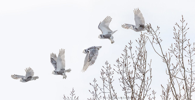 snowy owl take-off