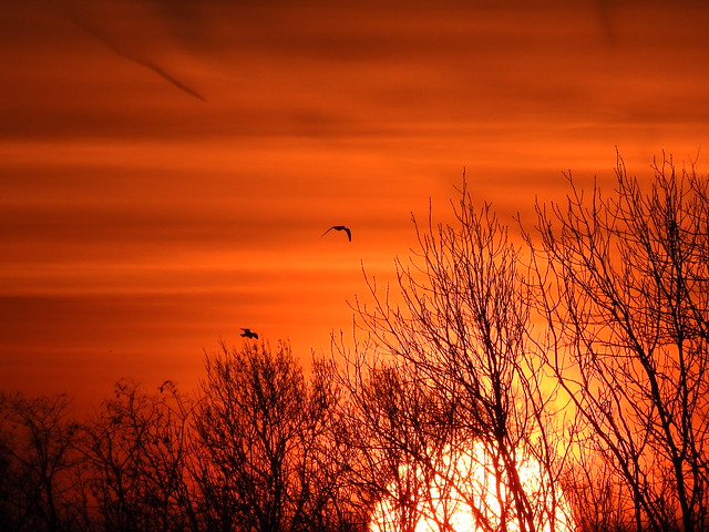 Birds in the morning sky