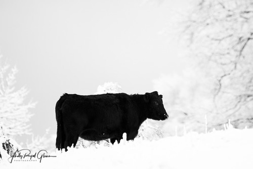 A black cow is in “Stark Contrast” to the snow in| Townsend Tennessee | Judy Royal Glenn Photography