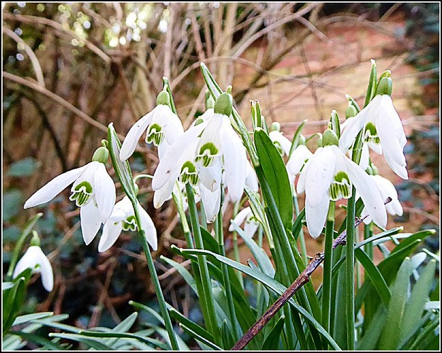 Small Cluster of Snowdrops ...