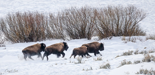 Bison on the Run