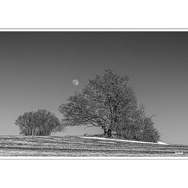 mond und baum