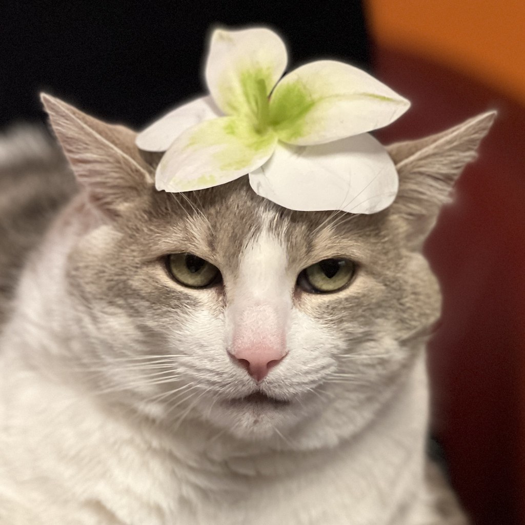 mon chat, surnommé Chaton, avec une fleur sur la tête