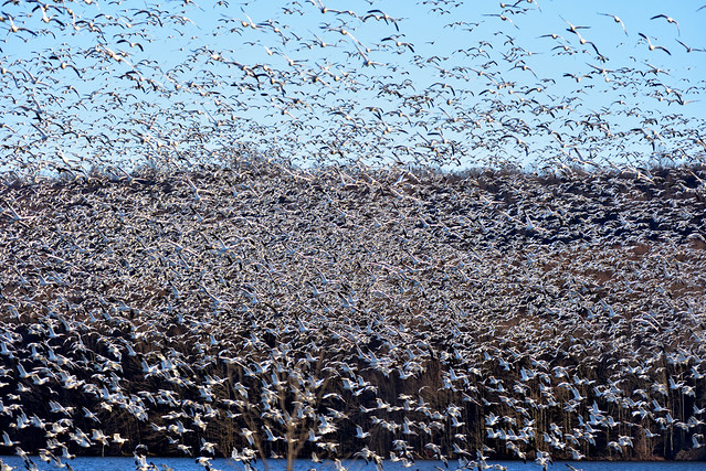 Snow Geese Migration, 2022