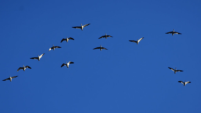 Snow Geese Migration, 2022