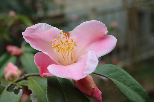 Camellia japonica cv. Minato-no-akebono