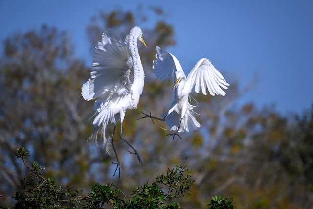 Two Great egrets fighting over a nesting spot in the very crowded nesting grounds at the Venice Area Audubon Rookery, Venice, Florida