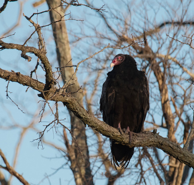 Perching vulture