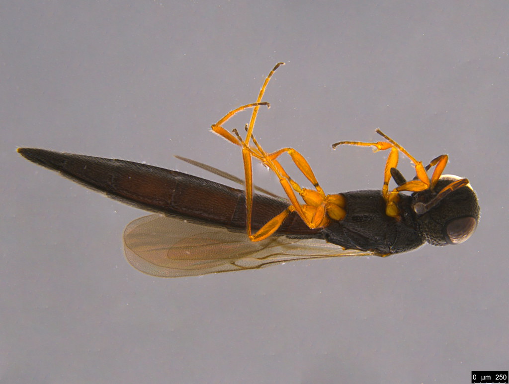5b - Scelionidae sp.