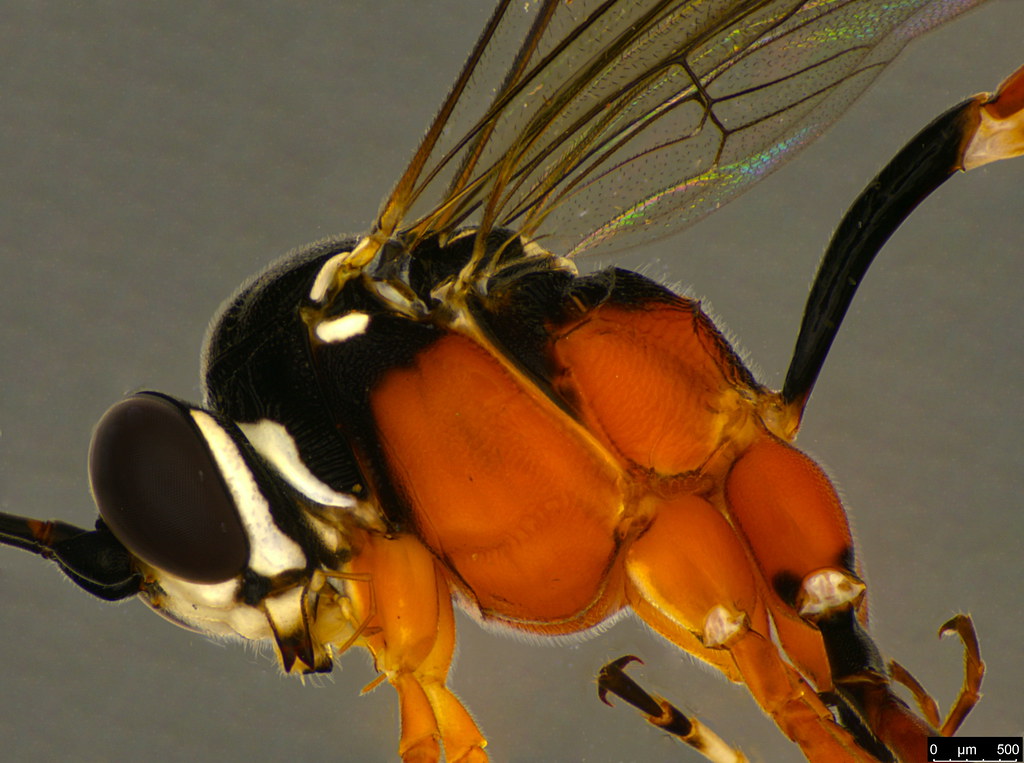 18b - Ichneumonidae sp.