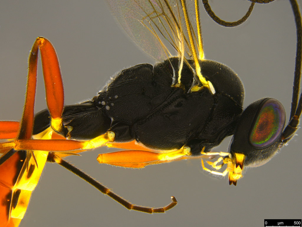 12b - Ichneumonidae sp.