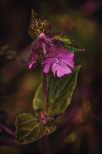 Red Campion.