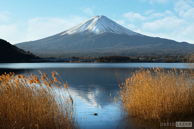 Mount Fuji and Duck