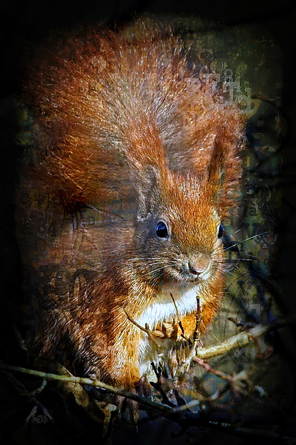 IMGL3950 Egern - Eurasian Red Squirrel