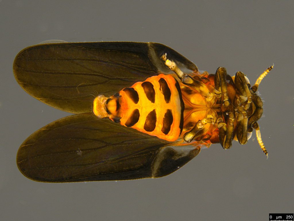 1c - Spondyliaspidinae sp.