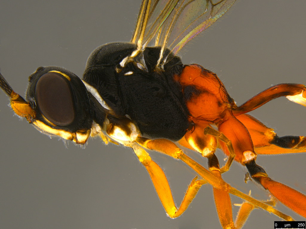 15b - Ichneumonidae sp.