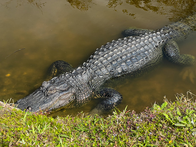 Florida Aligator