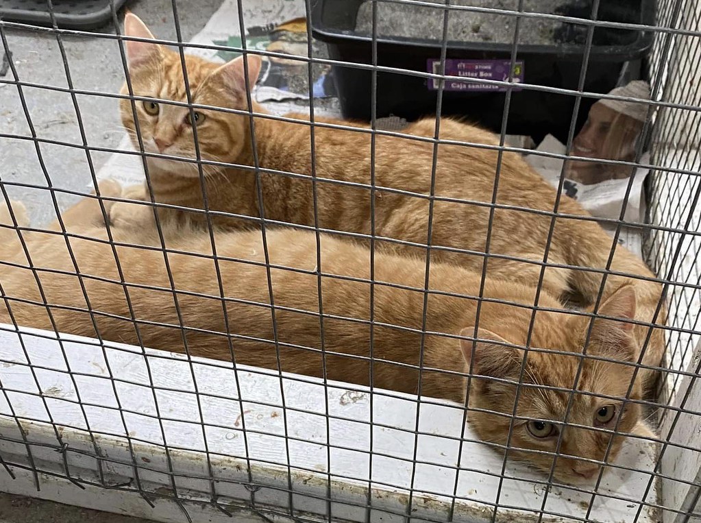 Photo of two cats in a cage. Pumpkin (at rear) and Squash in front. 