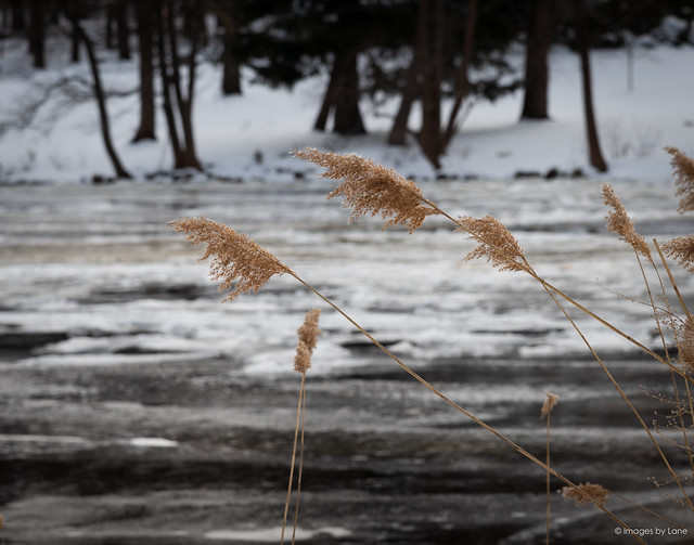 rushes with icy river