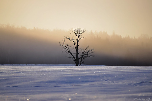 Frosty Morning Sunrise in Latvia