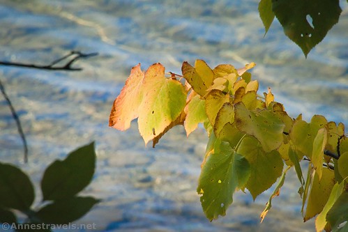 Leaves turning yellow, Hemlock Lake, New York