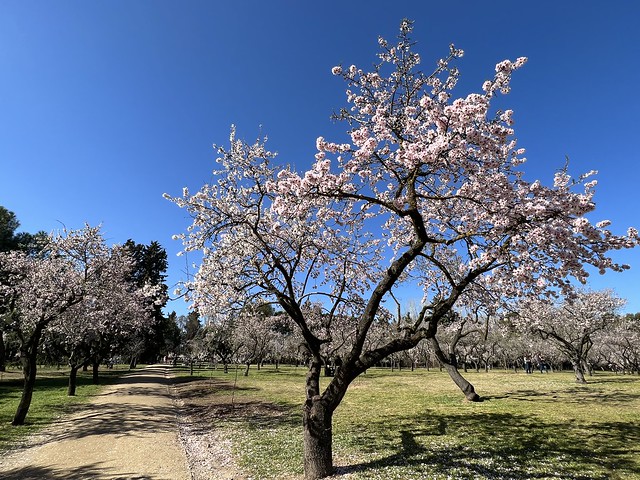 La Quinta de los Molinos se ha convertido en el mejor lugar en Madrid donde ver a los almendros en flor