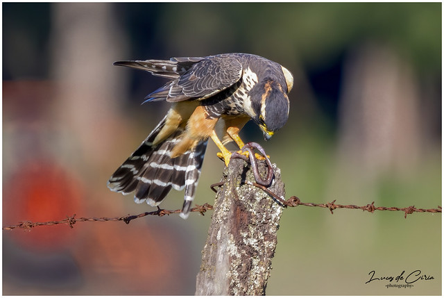 Halcón Plomizo, Aplomado Falcon (Falco femoralis)