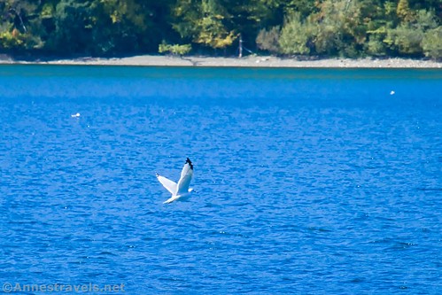 A little gull flying over Hemlock Lake, New York