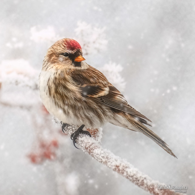 Redpoll in the snow.