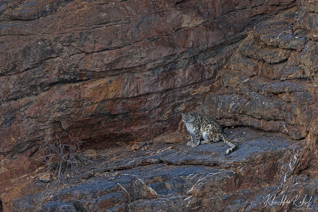 The snow leopard (Panthera uncia)