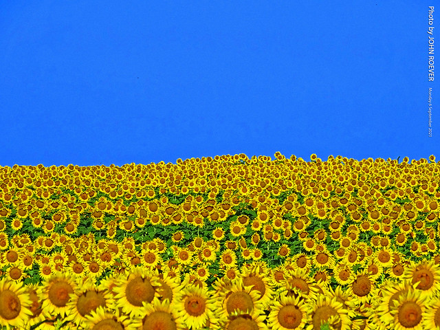 Sunflowers near Grinter Farms (Prayers for Ukraine), 6 Sept 2021