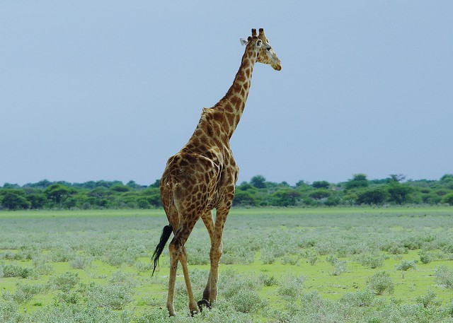 South African giraffe or Cape giraffe (Giraffa camelopardalis giraffa)