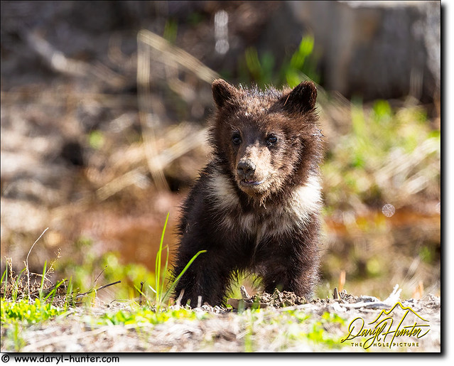 Pepper-grizzly-cub