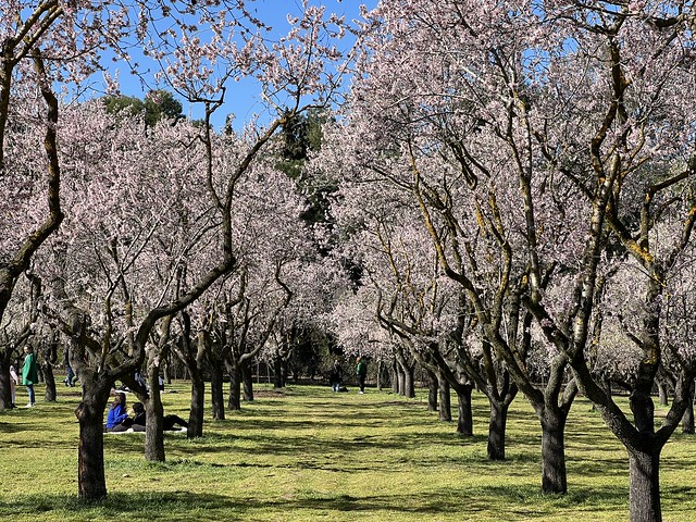 Uno de los almendrales de la Quinta de los Molinos durante la floración de 2022
