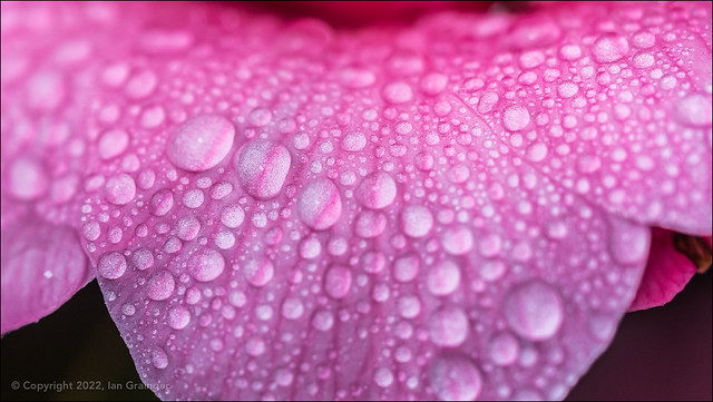 100x:003/100 - Wet Camellia Petals