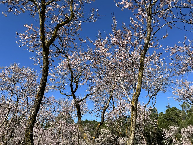 Almendros en flor en la Quinta de los Molinos 