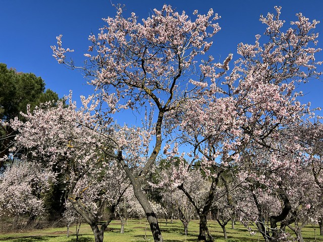 Almendros en flor en la Quinta de los Molinos (Madrid, 2022)