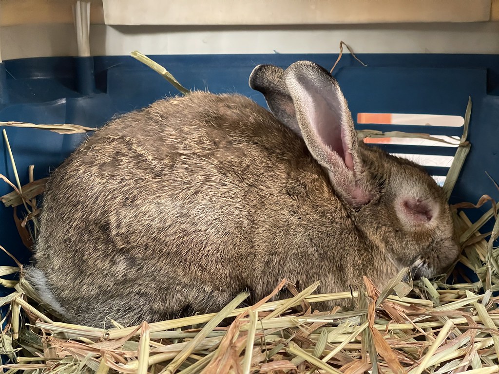 Rabbit with Myxomatosis